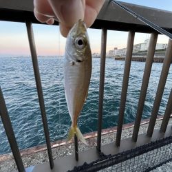 イワシ　ゴミ多め