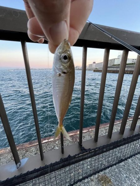 イワシ　ゴミ多め