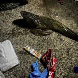 夜中釣りで巨大マゴチきました。