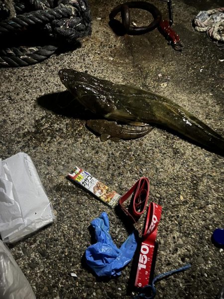 夜中釣りで巨大マゴチきました。