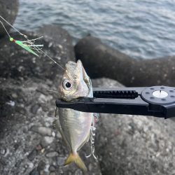 恐るべしジグサビキ