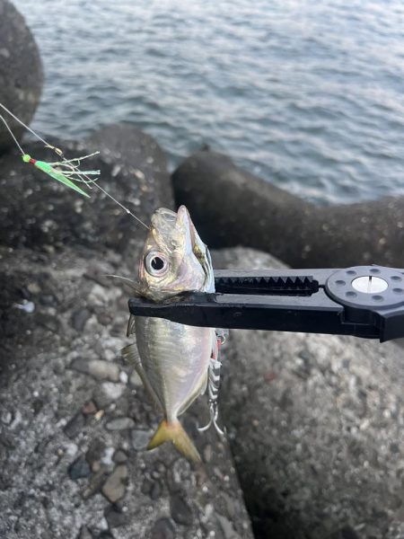 恐るべしジグサビキ