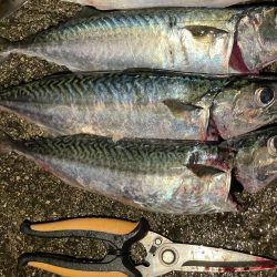 雨上がりの大サバ 爆釣