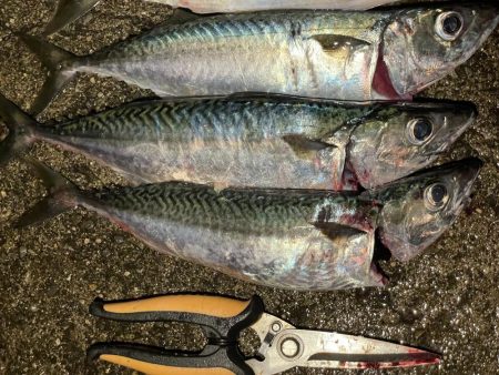 雨上がりの大サバ 爆釣