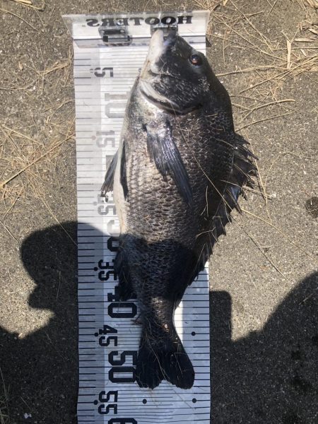 イチノ兄弟、釣果!