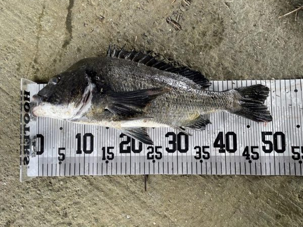 イチノ兄弟、釣果！