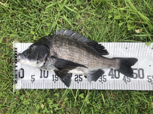 イチノ兄弟、釣果！