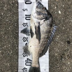 イチノ兄弟、釣果!