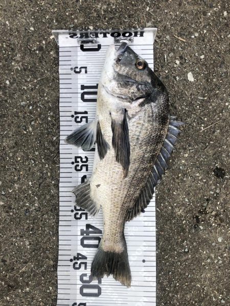 イチノ兄弟、釣果!