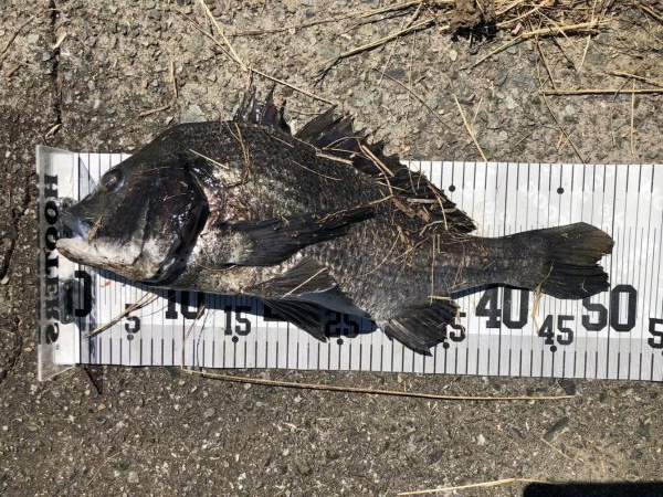 イチノ兄弟、釣果!