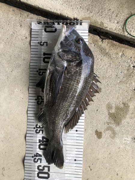 イチノ兄弟、釣果！