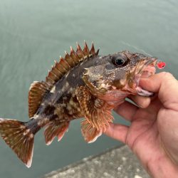 雨のちガッシー時々セイゴ