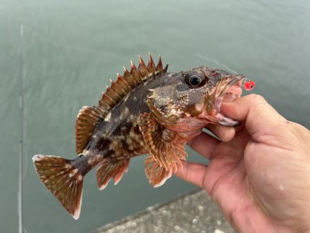 雨のちガッシー時々セイゴ