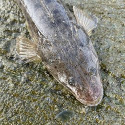 小マゴチのちミニオオモン