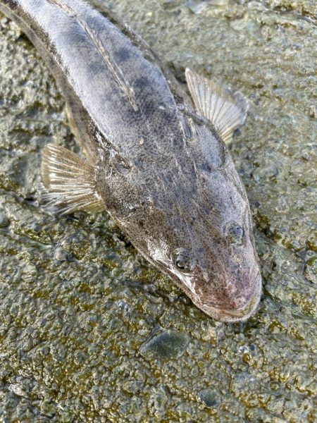 小マゴチのちミニオオモン