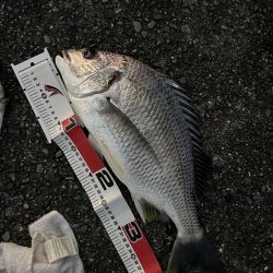 キビレリベンジ!