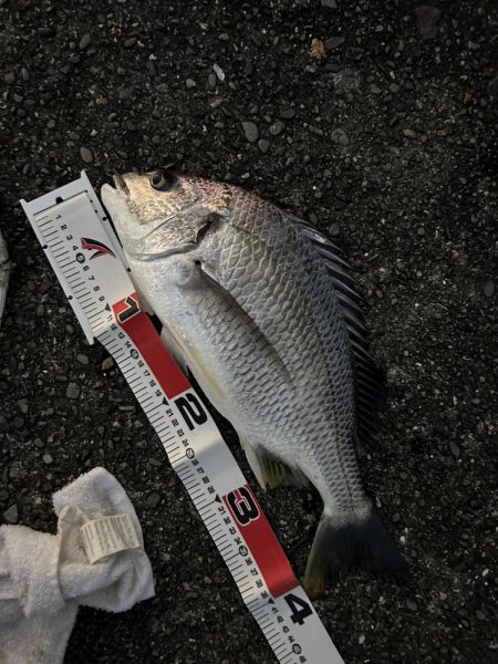 キビレリベンジ!