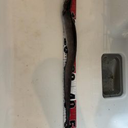 ヒラメを求めて…