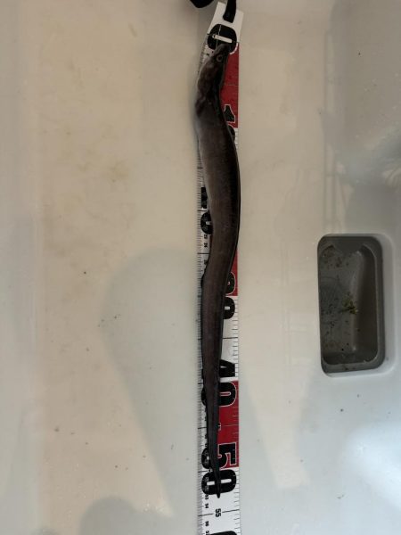 ヒラメを求めて…