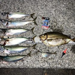 大サバゲット！