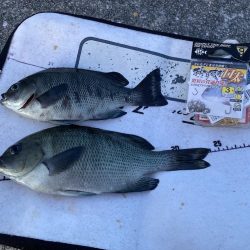 大サバとグレ狙い