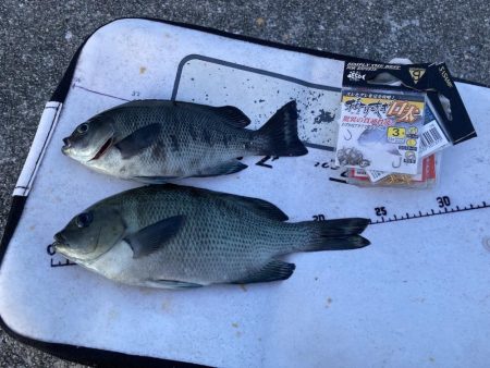 大サバとグレ狙い