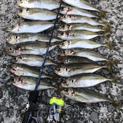 暑すぎアジング