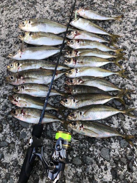 暑すぎアジング