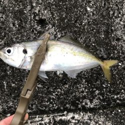 朝マズメだけ〜