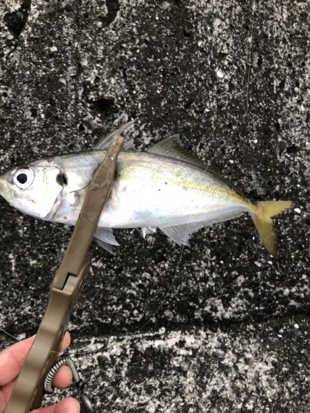 朝マズメだけ〜