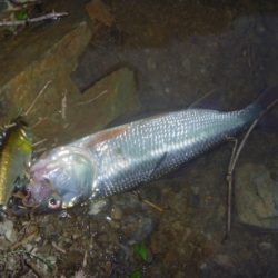 梅雨明けの淡水魚