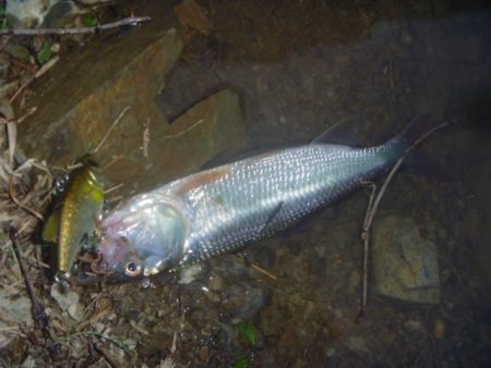 梅雨明けの淡水魚