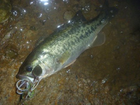 夕方バス釣り