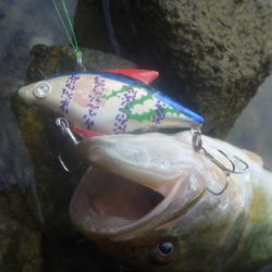 そよ風バス釣り