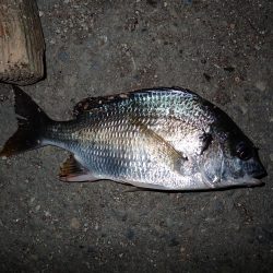 チヌのサイズが…