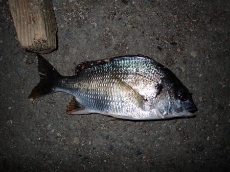 チヌのサイズが…