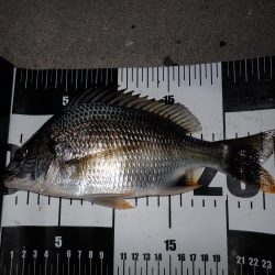 サイズが小さくなってるようで…