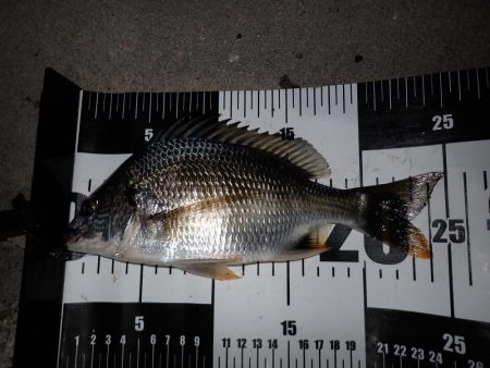 サイズが小さくなってるようで…