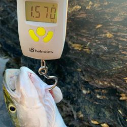 ショアジギング楽しい！