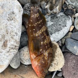 君じゃないんだけど、まあいいか