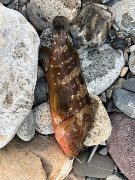 君じゃないんだけど、まあいいか