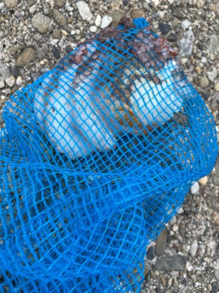 今季初タコ釣行渋め