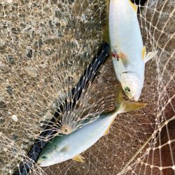 マキマキ+ジギングサビキ最強にゃ!