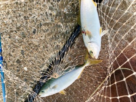 マキマキ+ジギングサビキ最強にゃ!