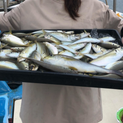 タコ/エギタコ&アジ/サビキ