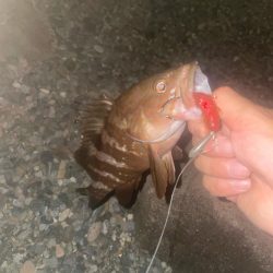 能生ロックフィッシュ