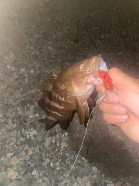 能生ロックフィッシュ