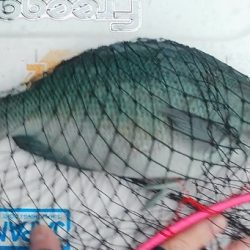 梅雨グレ祭り！