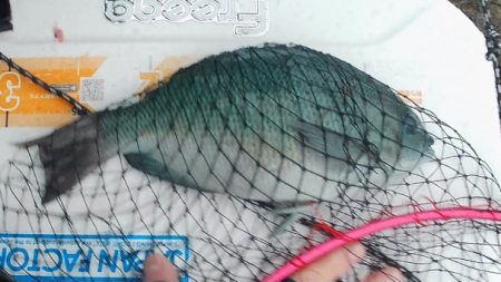 梅雨グレ祭り！