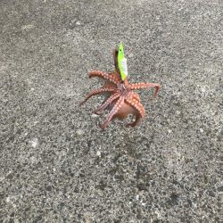 ⭐︎コスパ良し